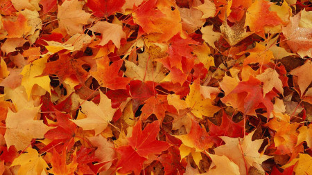 27. 10. , 29. 10. Podzimní prázdniny
