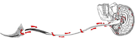 6. 11. " Kraniosakrální osteopatie"