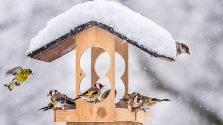 13. 1. " Ptáci na krmítku "