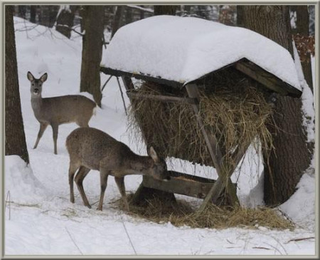 27. 2. " Zvířátkům na přilepšenou "