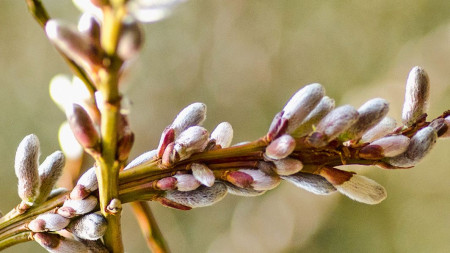 19. 3.  " Vítáme jaro "