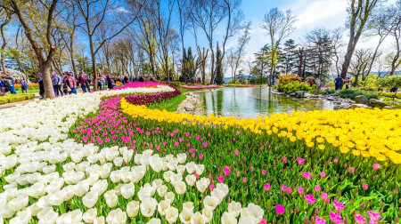 15. 4. Tulipánový ohňostroj