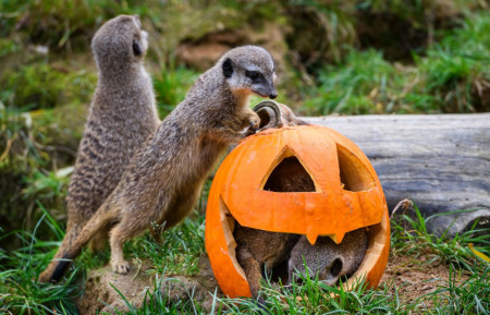 4. 11. Halloweenská ZOO