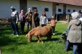 /album/domaci-zvirata-na-farme-zerlina/dscf2557-jpg/