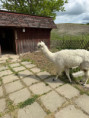 /album/vylet-sd-prakticke-do-faunaparku/img-20260507-wa0009-jpg/