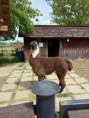 /album/vylet-sd-prakticke-do-faunaparku/img-20260507-wa0013-jpg/