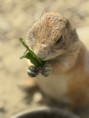 /album/vylet-sd-prakticke-do-faunaparku/img-20260507-wa0020-jpg/
