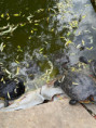 /album/vylet-sd-prakticke-do-faunaparku/img-20260507-wa0022-jpg/