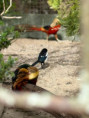 /album/vylet-sd-prakticke-do-faunaparku/img-20260507-wa0028-jpg/