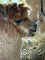 /album/vylet-sd-prakticke-do-faunaparku/img-20260507-wa0032-jpg/