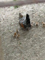 /album/vylet-sd-prakticke-do-faunaparku/img-20260507-wa0047-jpg/
