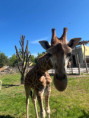 PDMŠ ZOO Olomouc – „Den v říši zvířat“ 	