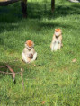 /album/pdms-zoo-olomouc-den-v-risi-zvirat/20260519-073333078-ios-jpg/