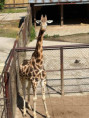 /album/pdms-zoo-olomouc-den-v-risi-zvirat/20260519-075123609-ios-jpg/
