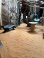 /album/pdms-zoo-olomouc-den-v-risi-zvirat/20260519-080457818-ios-jpg/