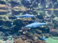 /album/pdms-zoo-olomouc-den-v-risi-zvirat/20260519-090744573-ios-jpg/
