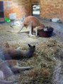 /album/pdms-zoo-olomouc-den-v-risi-zvirat/20260519-091441403-ios-jpg/
