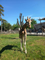 /album/pdms-zoo-olomouc-den-v-risi-zvirat/20260520-062901722-ios-jpg/