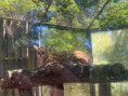 /album/pdms-zoo-olomouc-den-v-risi-zvirat/att-lxywqovkvrjqvhuu7l8yqo3juxanstrjtbhm-pqhsmk-jpg/