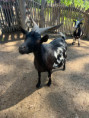 /album/pdms-zoo-olomouc-den-v-risi-zvirat/att-porjqhagd9-9xyu2vtu4-soowug1ta1jeju1kvb-2nw-jpg/