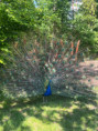 /album/pdms-zoo-olomouc-den-v-risi-zvirat/att-zekfu0tmkoepctb31ugyskqrwgnz9xp0pwguhxadlcw-jpg/