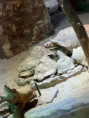 /album/mame-radi-zvirata-exkurze-do-zoo-zlin-lesna/59403d27-e2dd-40ba-b78f-11df48132625-jpg/