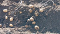 /album/polem-nepolem/3-jpeg1/