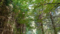 /album/lesem-nelesem/4-jpeg3/