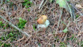 /album/lesem-nelesem/9-jpeg1/