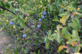 /album/od-sipku-k-sirupu/dscf0242-jpg/