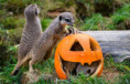 4. 11. Halloweenská ZOO